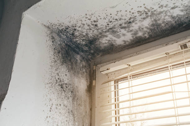 Affordable Black Mold Removal solutions in Marsteller, PA